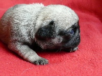 Chiots Carlin disponibles sur Atara.com