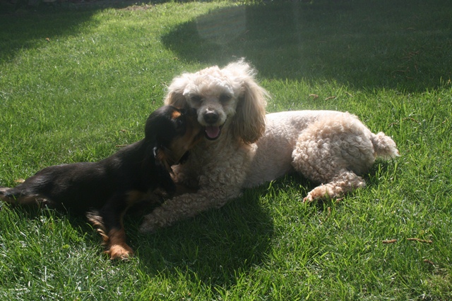 site de rencontre entre cavalier