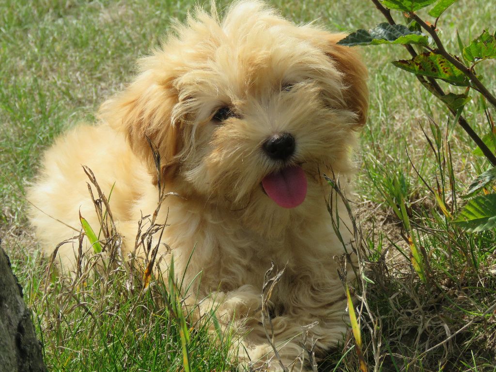 Chiot Elevage Des Trois G Eleveur De Chiens Bichon Havanais Chiot Elevage Des Trois G Eleveur De Chiens Bichon Havanais