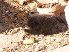 Spitz allemand