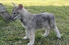 Chien-loup de Saarloos