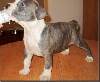 American Staffordshire Terrier