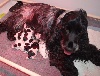 Cocker Spaniel Anglais