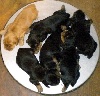 Cocker Spaniel Anglais