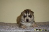 Siberian Husky