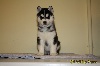 Siberian Husky