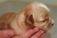 Chiots Bichon Havanais disponibles sur Atara.com