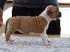 American Staffordshire Terrier