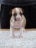 American Staffordshire Terrier