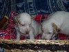 Chiots de l'�levage de la Baie des Gabions