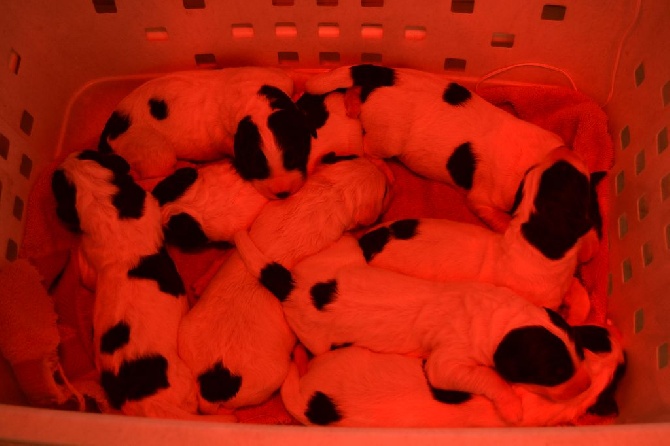 Des Pandas Des Terres Rouges - Les bébés sont là :)