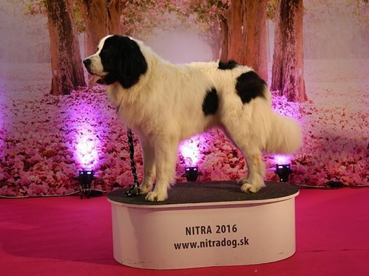 Des Pandas Des Terres Rouges - Show Nitra République Tchèque