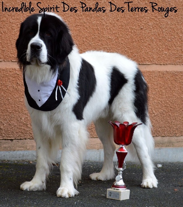 Des Pandas Des Terres Rouges - Un autre titre de Champion pour un de nos Bébés <3