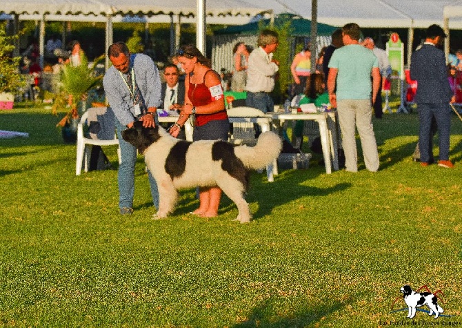 Des Pandas Des Terres Rouges - Nos Bébés sont Champions