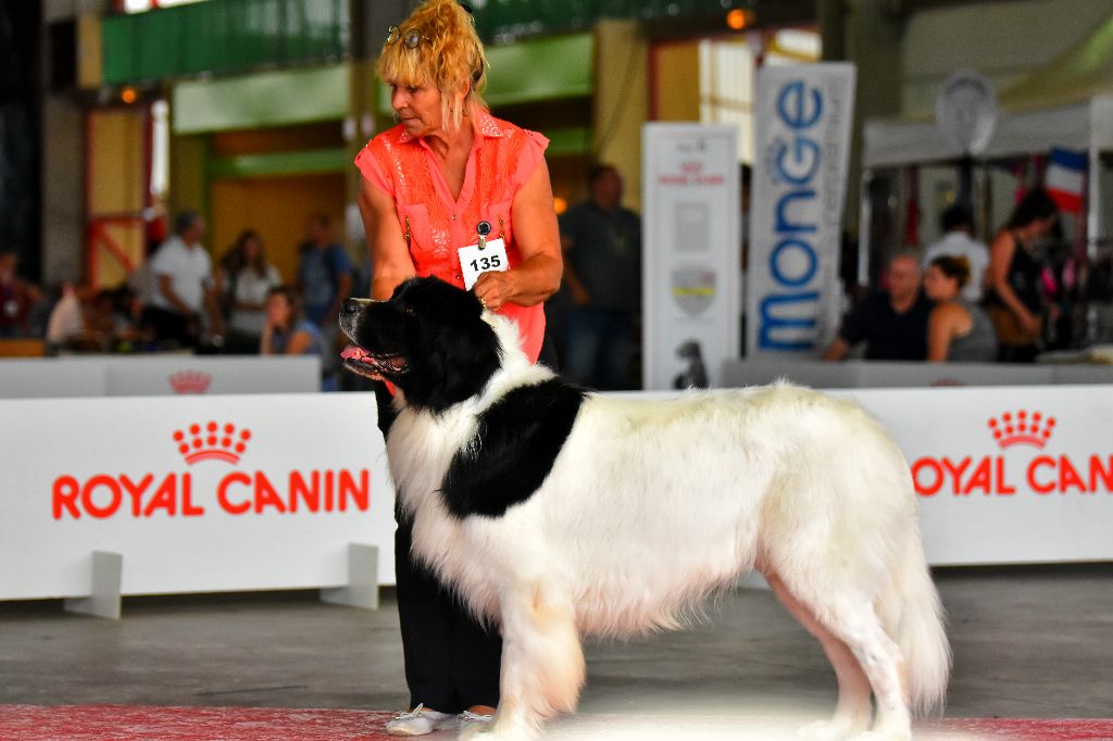 Des Pandas Des Terres Rouges - Un nouveau titre de champion pour nos Pandas <3