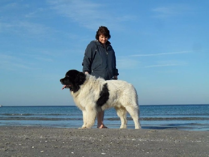 Les Pandas des Terres Rouges Dans le monde