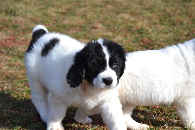 Les Pandas des Terres Rouges Dans le monde