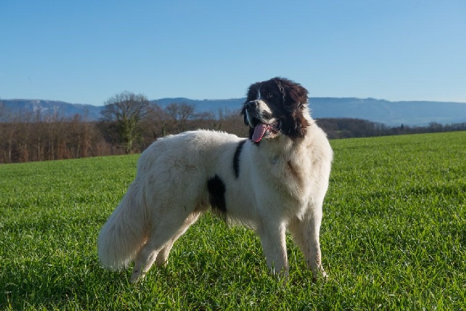 Les Pandas des Terres Rouges Dans le monde