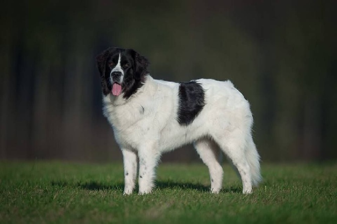 Les Pandas des Terres Rouges on the World