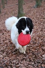 Les Pandas des Terres Rouges Dans le monde