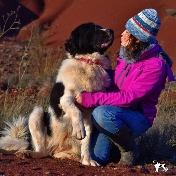 Elevage de Landseer des Pandas des Terres Rouges