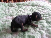 Chiots Yorkshire Terrier disponibles sur Atara.com