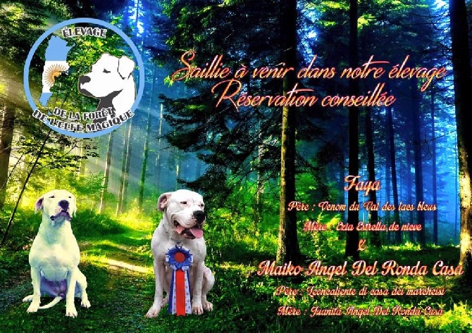 dogo argentino de la foret de l elfe magique rubrique 1 0