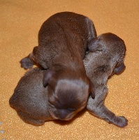 Chiots Cavalier King Charles Spaniel disponibles sur Atara.com