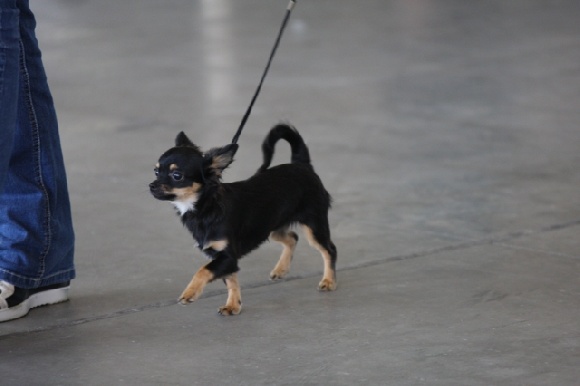 comment devenir juge canin