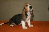 Basset artésien normand