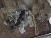 Arkan's Dog