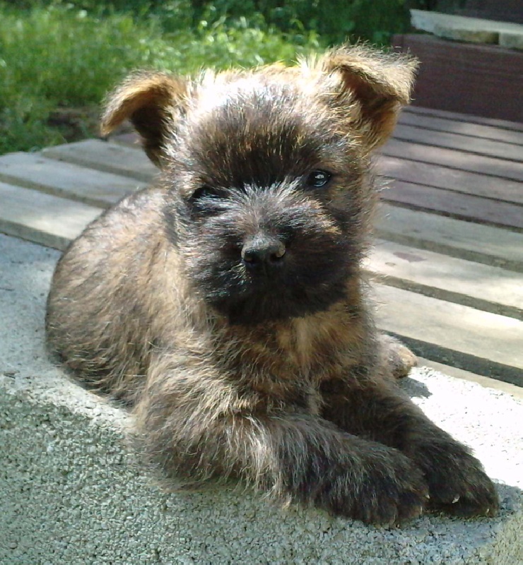 Intrépide à 2 mois