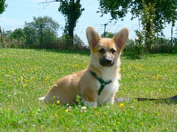 http://www.chiens-de-france.com/photo/eleveurs/19/3657/presentations/df9c55fc-c507-27a4-1571-e3ec965e68d7.jpg