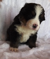 Chiots Bouvier bernois disponibles sur Atara.com