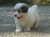 Chiots Coton de Tuléar disponibles sur Atara.com