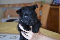 Chiots Scottish Terrier disponibles sur Atara.com