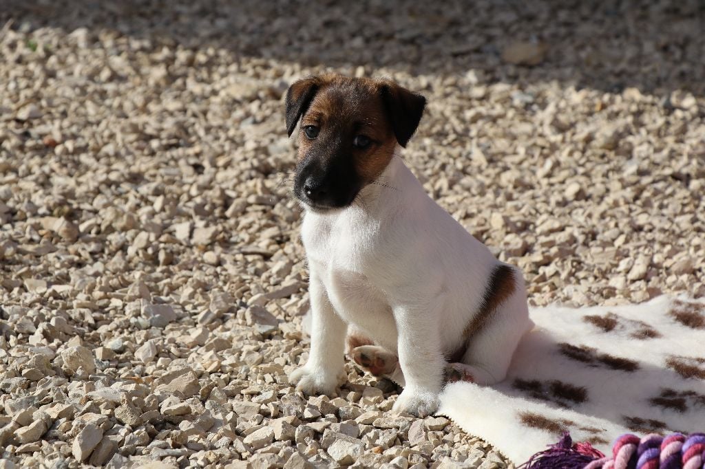 Chiot Fox Terrier Poil Lisse à Donner