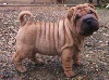 Shar Pei