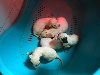 Setter anglais