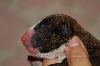 Bull Terrier
