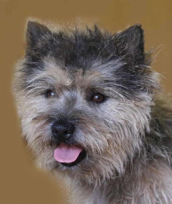 Jumpy du Mas du Zouave