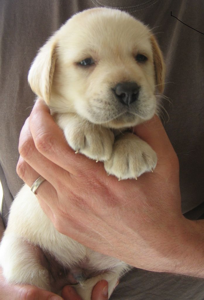 chiot labrador