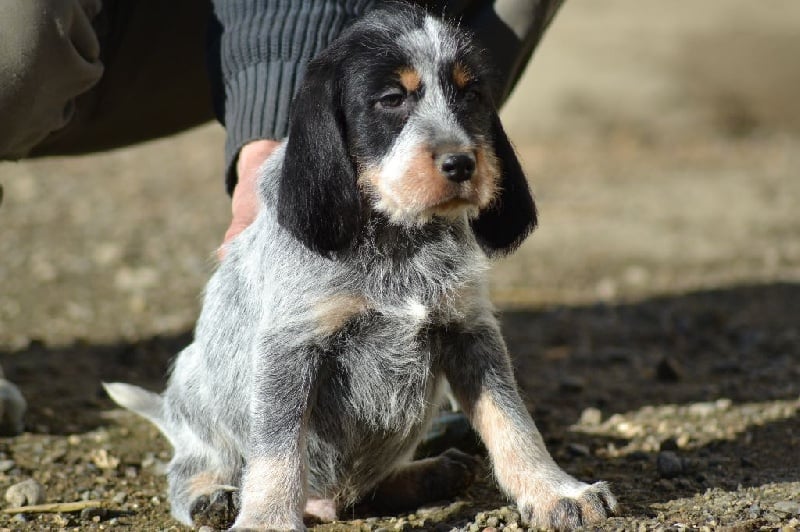 Griffon Bleu De Gascogne Sanglier à Vendre
