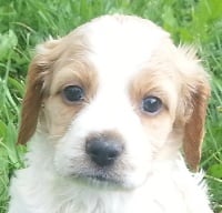 Chiots Epagneul Breton disponibles sur Atara.com