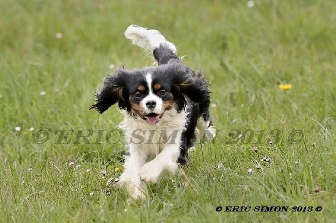 site de rencontre pour cavalier king charles