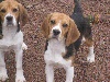 Beagle