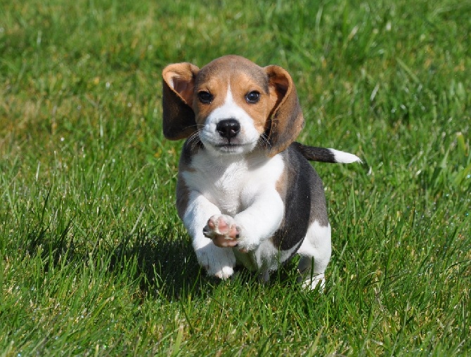 Accueil Elevage Du Clos De L'Ecotay eleveur de chiens Beagle