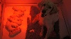 Setter anglais