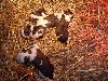 Chiots de l'�levage de la Boutinais