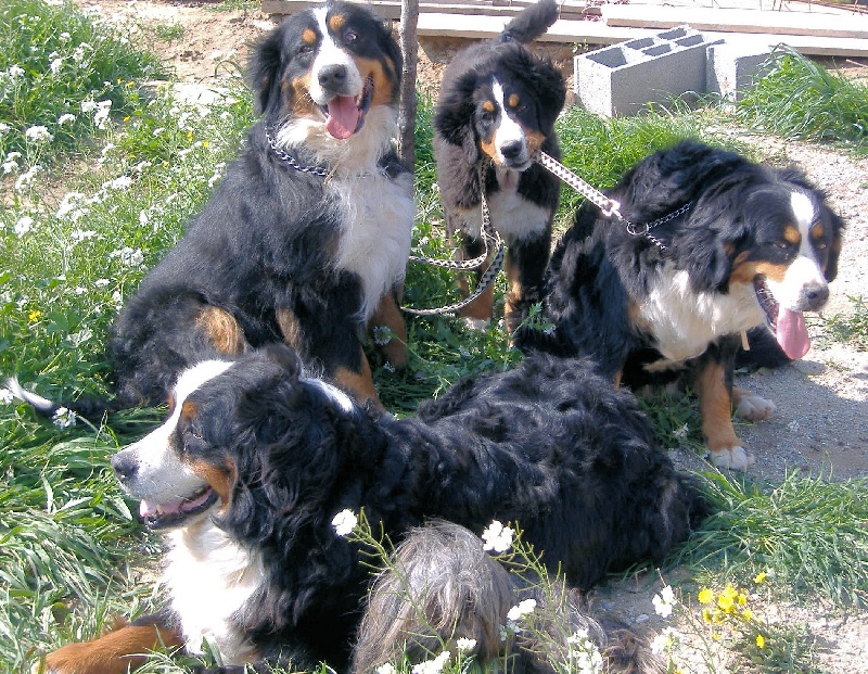 rencontre bouvier bernois